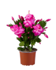 Cactus de Noël "Schlumbergera" - Lidl à Versailles Cactus de Noël "Schlumbergera" en promo chez Lidl Versailles à 1,97 €