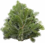 Nobilis- oder Nordmanntannenbund von  im aktuellen Pflanzen Kölle Prospekt für 9,99 €