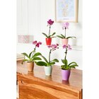 Foire aux orchidées - MDD en promo chez Carrefour Market Courbevoie à 4,99 €