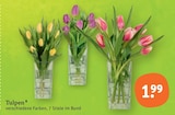 Aktuelles Tulpen Angebot bei tegut in Göttingen ab 1,99 €