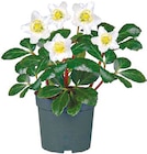 Christrose 'Christmas Carol'  im aktuellen Netto mit dem Scottie Prospekt für 3,99 €