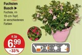 Fuchsien Busch im Angebot bei V-Markt in Memmingen Fuchsien Busch Angebote bei V-Markt Memmingen für 6,99 €