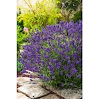 Promo Lavande angustifolia à 6,49 € dans le catalogue Carrefour à Évreux