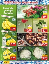 Netto Marken-Discount Grünpflanzen im Prospekt 