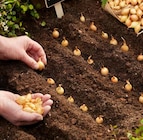 Steckzwiebeln 'Stuttgarter Riesen' Angebote bei Hagebaumarkt Aurich für 1,29 €