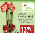 Amaryllis im Korb von Gardenline im aktuellen ALDI Nord Prospekt