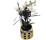 Mini Orchidee "Phalaenopsis" von  im aktuellen EDEKA Prospekt für 5,99 €