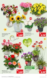 Aktueller Kaufland Prospekt mit Hortensie, "Aktuelle Angebote", Seite 5