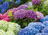 Bauernhortensien-Sondersorten Hydrangea macrophylla von  im aktuellen Hagebaumarkt Prospekt für 19,99 €