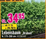 Lebensbaum Brabant im aktuellen Hornbach Prospekt für 34,95 €
