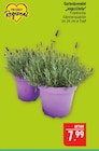Gartenlavendel 'angustifolia' im Angebot bei Marktkauf in Fürth Gartenlavendel 'angustifolia' Angebote von Von Herzen Regional bei Marktkauf Fürth für 7,99 €