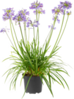 Promo Agapanthe à 19,99 € dans le catalogue Botanic à Quetigny
