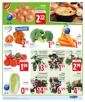 Aktueller EDEKA Prospekt mit Pflanzen, "EDEKA wünscht einen schönen Vatertag!", Seite 7