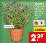 Lavendel Angustifolia von  im aktuellen Netto Marken-Discount Prospekt für 2,29 €