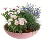 Aktuelles Sommerarrangement Angebot bei toom Baumarkt in Göttingen ab 19,99 €