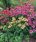 Bauzentrum Reinholdshain Dippoldiswalde - Echinacea purpurea „Sonnenhut“ Angebot im Prospekt Echinacea purpurea „Sonnenhut“ bei Bauzentrum Reinholdshain im Dippoldiswalde Prospekt für 6,99 €