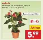 Aktuelle Zimmerpflanzen Angebote bei Netto Marken-Discount in Düsseldorf Aktuelles Anthurie Angebot bei Netto Marken-Discount in Düsseldorf ab 5,99 €