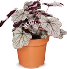 Purpurglöckchen im Angebot bei Netto Marken-Discount in Leonberg Purpurglöckchen Angebote bei Netto Marken-Discount Leonberg für 2,99 €
