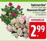 Baum im EDEKA Prospekt Topfrosen Duo im aktuellen EDEKA Prospekt für 2,99 €