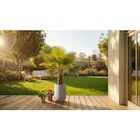 Pop tulipe effet granit à Carrefour Market dans Grand-Brassac