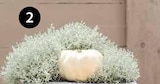 GITTERKRAUT im Angebot bei Dehner Garten-Center in Baden-Baden GITTERKRAUT Angebote bei Dehner Garten-Center Baden-Baden für 2,49 €
