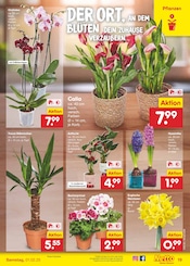 Aktueller Netto Marken-Discount Prospekt mit Blumen, "Aktuelle Angebote", Seite 23