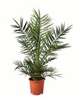 Winterharte Palme von  im aktuellen Lidl Prospekt für 14,99 €