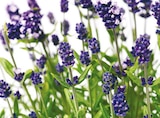 Aktuelles Lavendel 'Angustifolia' Angebot bei Netto mit dem Scottie in Dresden ab 2,49 €