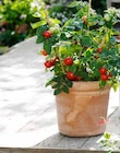 Gurken im Pflanzen Kölle Prospekt Gurken- oder Tomaten-Naschgemüse mit Früchten – frisch aus unserer Gärtnerei von Kölle Bio im aktuellen Pflanzen Kölle Prospekt für 14,99 €