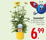 Sonnenhut im Angebot bei EDEKA in Rosenheim Sonnenhut Angebote bei EDEKA Rosenheim für 6,99 €