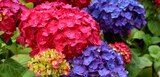 Aktuelles Hydrangea „Endless Summer“®, Angebot bei OBI in Nürnberg ab 19,99 €