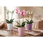 Orchidée - Carrefour à Metz Orchidée en promo chez Carrefour Metz à 9,99 €