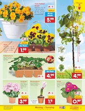 Blumen im Netto Marken-Discount Prospekt in Fürth Aktueller Netto Marken-Discount Prospekt mit Blumen, "Aktuelle Angebote", Seite 7
