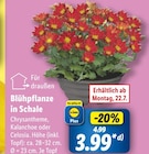Blühpflanze in Schale  im aktuellen Lidl Prospekt für 4,99 €