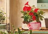 Promo Dipladénia ECLOZ à 12,99 € dans le catalogue Jardiland à Corbeil-Essonnes