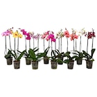 Orchidée - Carrefour à Nanterre Orchidée en promo chez Carrefour Nanterre à 5,99 €