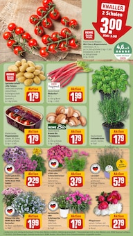 Champignons im REWE Prospekt "Dein Markt" mit 36 Seiten (Essen)
