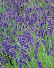 Aktuelles Lavendel Angebot bei toom Baumarkt in Göttingen ab 2,99 €