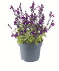 Pfirsichsalbei im Angebot bei toom Baumarkt in Freiburg Pfirsichsalbei Angebote bei toom Baumarkt Freiburg für 3,99 €
