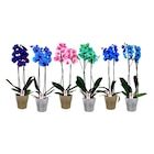 Orchidée teintée 2 tiges - Carrefour à Asnières-sur-Seine Orchidée teintée 2 tiges en promo chez Carrefour Asnières-sur-Seine à 14,99 €