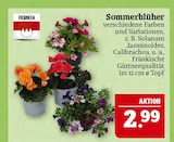 Aktuelles Sommerblüher Angebot bei Marktkauf in Nürnberg ab 2,99 €