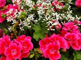 Association de géranium et d'euphorbe - Jardiland à Angers Association de géranium et d'euphorbe en promo chez Jardiland Angers à 15,99 €
