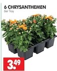 Aktuelle Chrysantheme Angebote bei Wreesmann in Dresden Aktuelles CHRYSANTHEMEN Angebot bei Wreesmann in Dresden ab 3,49 €