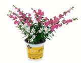 Nützlingsfreundliches Köcherblümchen floriglory Angebote bei toom Baumarkt Rheine für 2,99 €