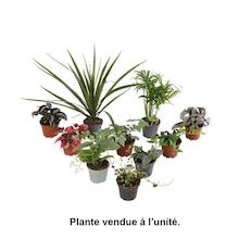 Plantes vertes : pot d.6cm - Variétés variables à Truffaut dans Paris