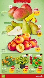 Zimmerpflanzen Angebot & Preis im aktuellen Penny Prospekt Zimmerpflanzen Angebot im aktuellen Penny Prospekt auf Seite 3