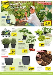 Blumenzwiebeln im Hagebaumarkt Prospekt in Mainz Aktueller Hagebaumarkt Prospekt mit Blumenzwiebeln, "VERSCHÖNERE MIT UNS DEINEN GARTEN", Seite 6