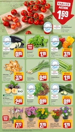 REWE Gartenpflanzen im Prospekt 