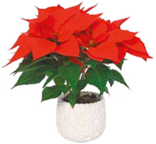 Weihnachtsstern im Übertopf* bei NETTO mit dem Scottie in Potsdam Weihnachtsstern im Übertopf* im Angebot bei NETTO mit dem Scottie Potsdam für 3,99 €