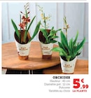 Orchidée en promo chez Super U Antibes à 5,99 €